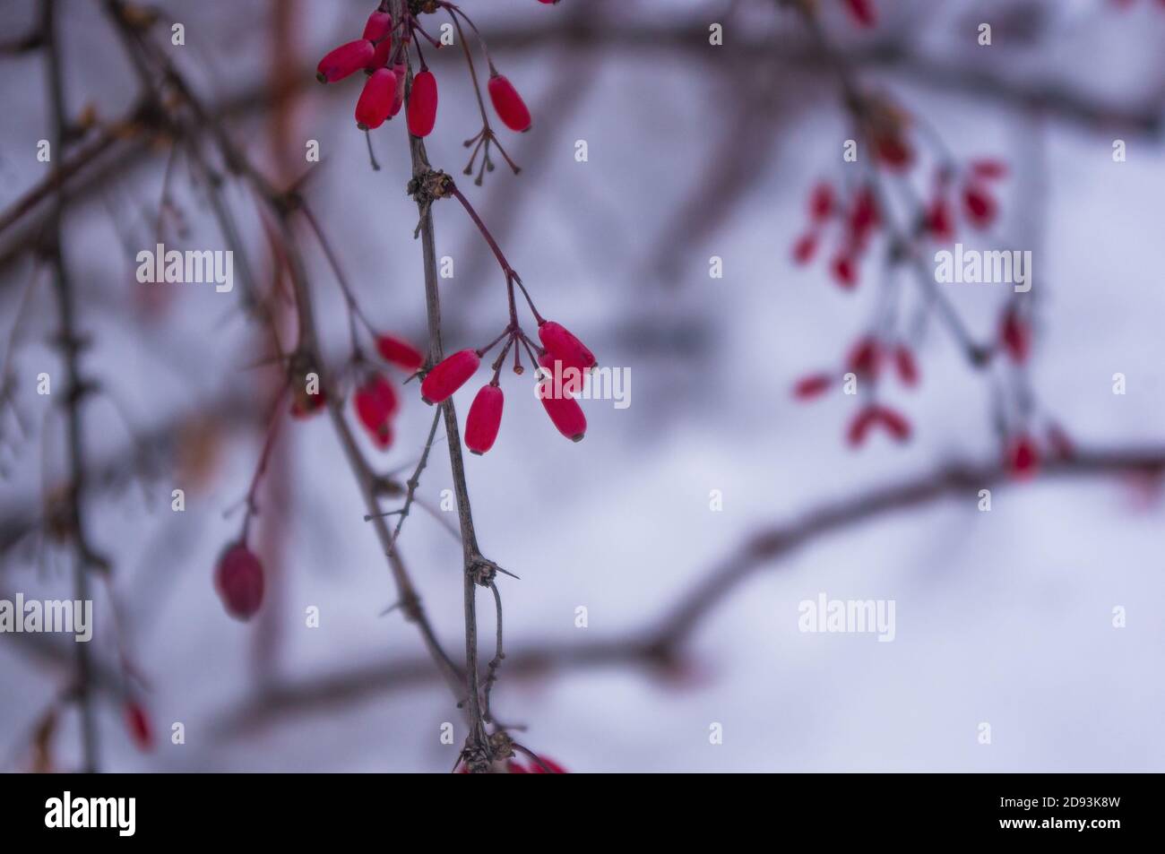 Coperto di neve, grappoli di bacche rosse di un Cotoneaster Horizalis Decne, sfondo invernale. Foto Stock