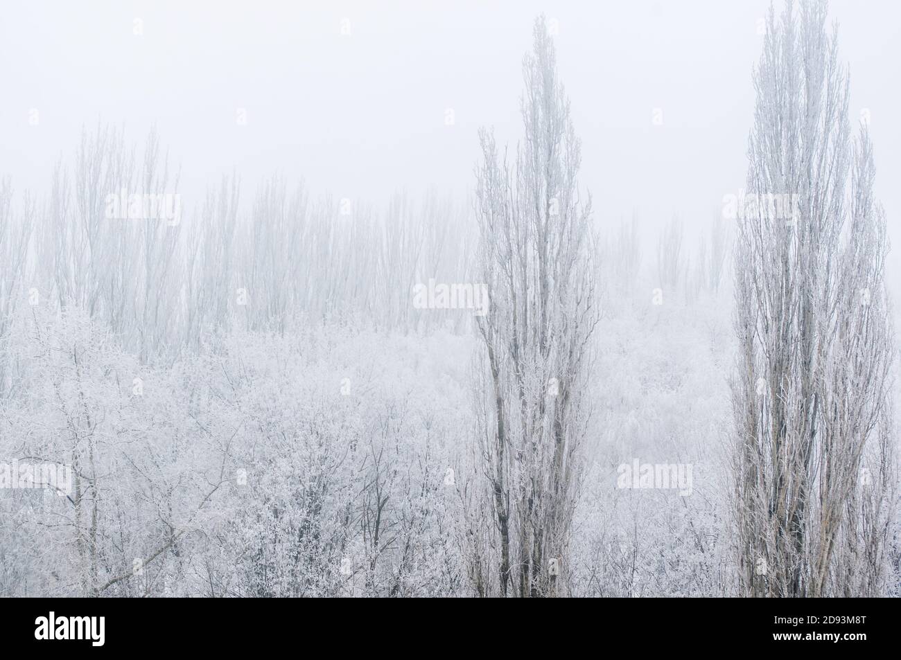 Inverno paesaggio gelido - alberi innevati su sfondo foggoso Foto Stock