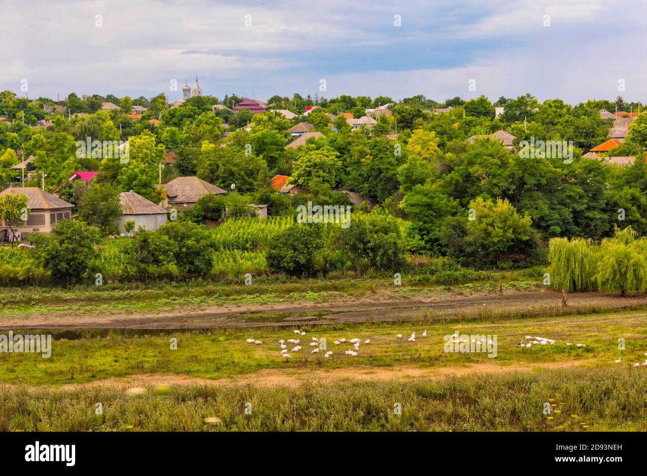Pascolo delle pecore sull'erba, Moldavia del nord Foto Stock