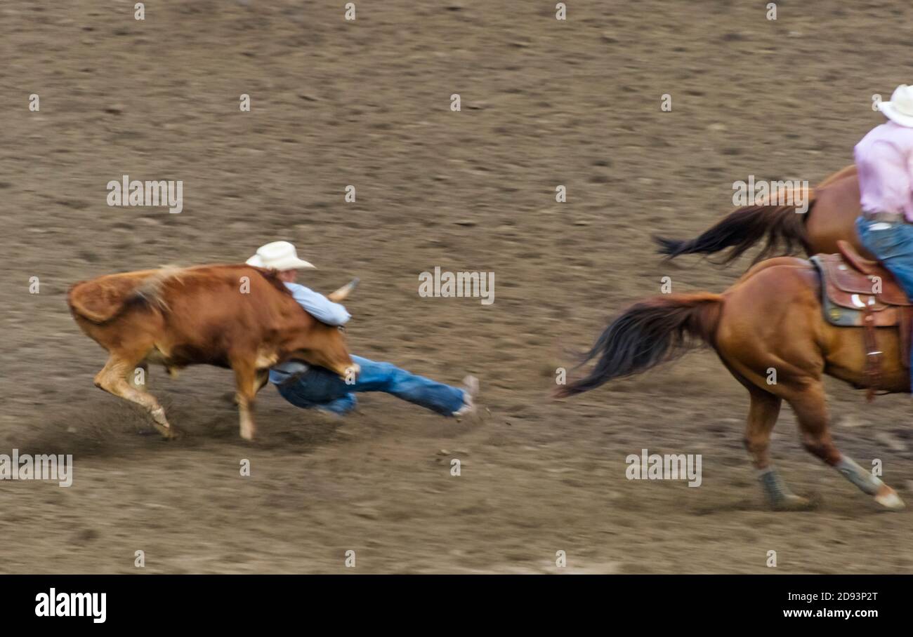 Rodeo mostra nell'arena, guida wrestling dove un pilota insegue un governo, scende dal cavallo al governo, quindi lotta il governo a terra da gra Foto Stock