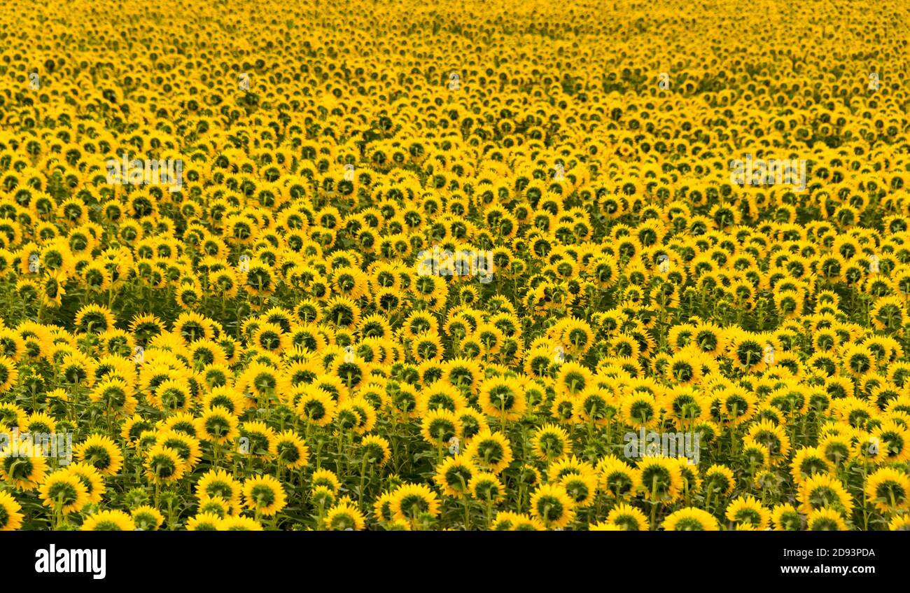Campo di girasole, Sahara, Moldavia Foto Stock