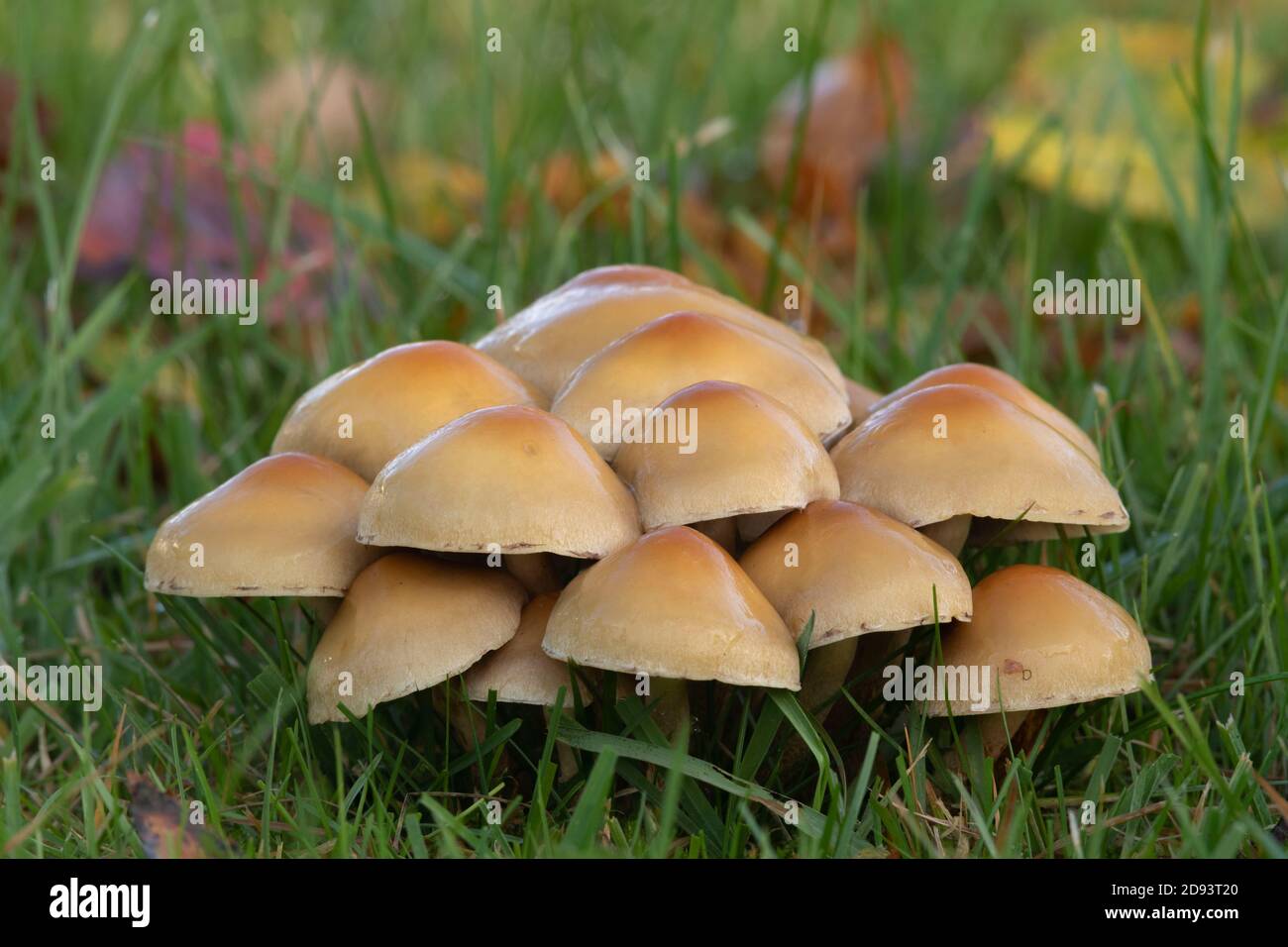 Un nuovo grappolo di slimy pale Orange-Brown funghi - probabilmente Ciuffo di conifere (Hypholoma Capnoides) ma possibilmente tuft di zolfo (Hypholoma Fasciculare) Foto Stock