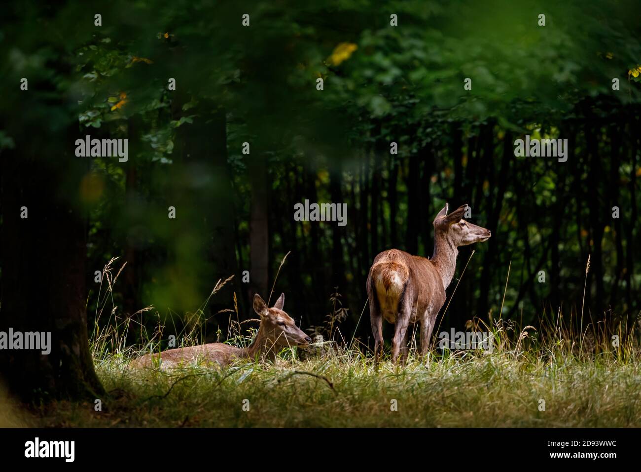 Cervo femmina nella foresta Foto Stock