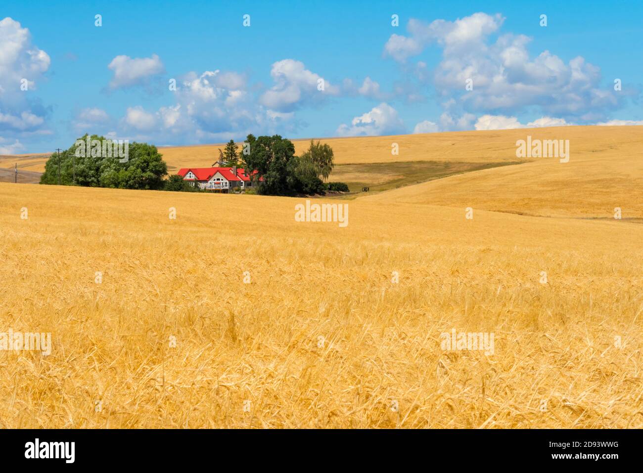 Fattoria sul campo di grano nello stato orientale di Washington, Stati Uniti Foto Stock