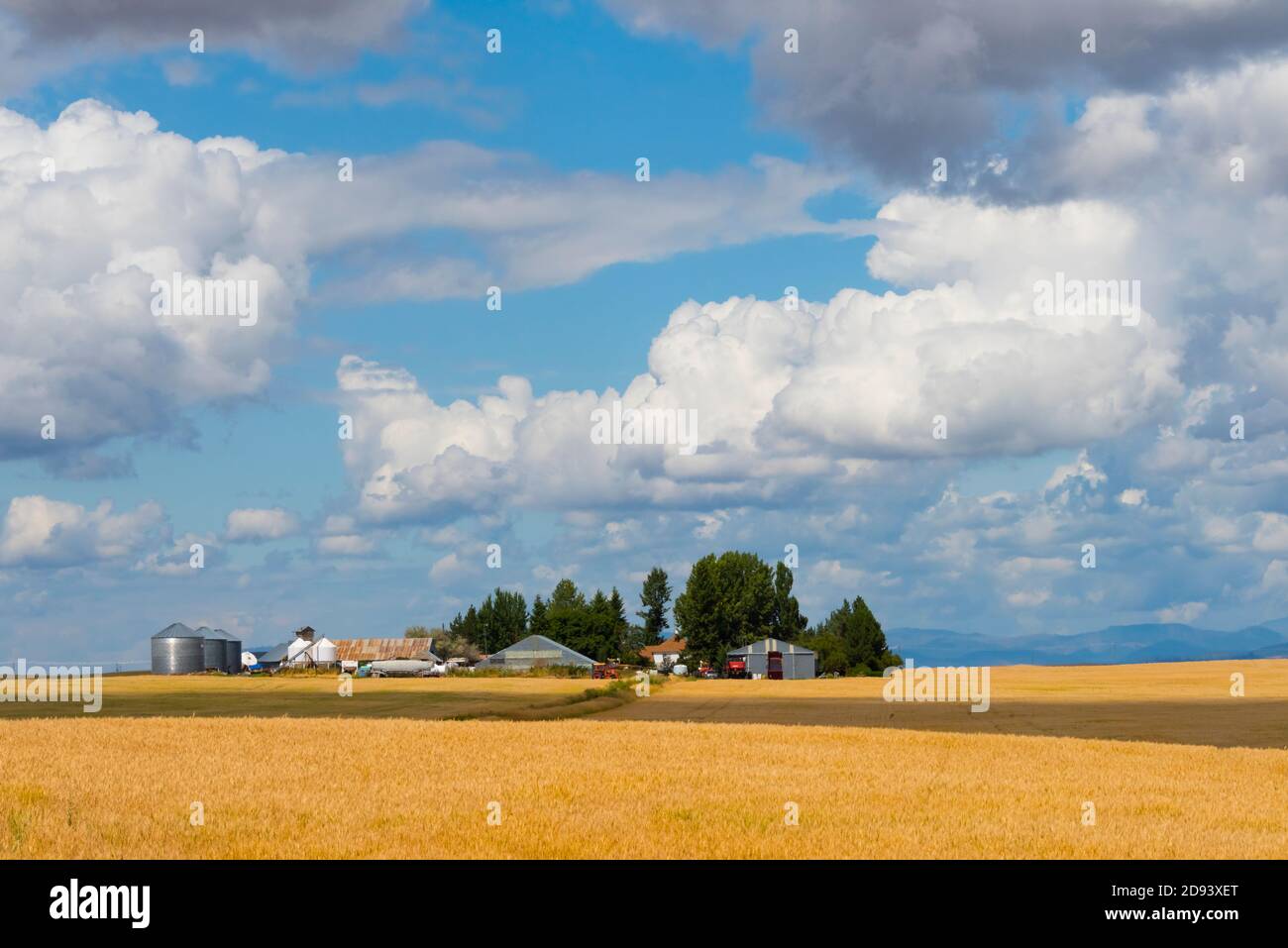 Nuvole sopra casa colonica sul campo di grano nello stato orientale di Washington, Stati Uniti Foto Stock