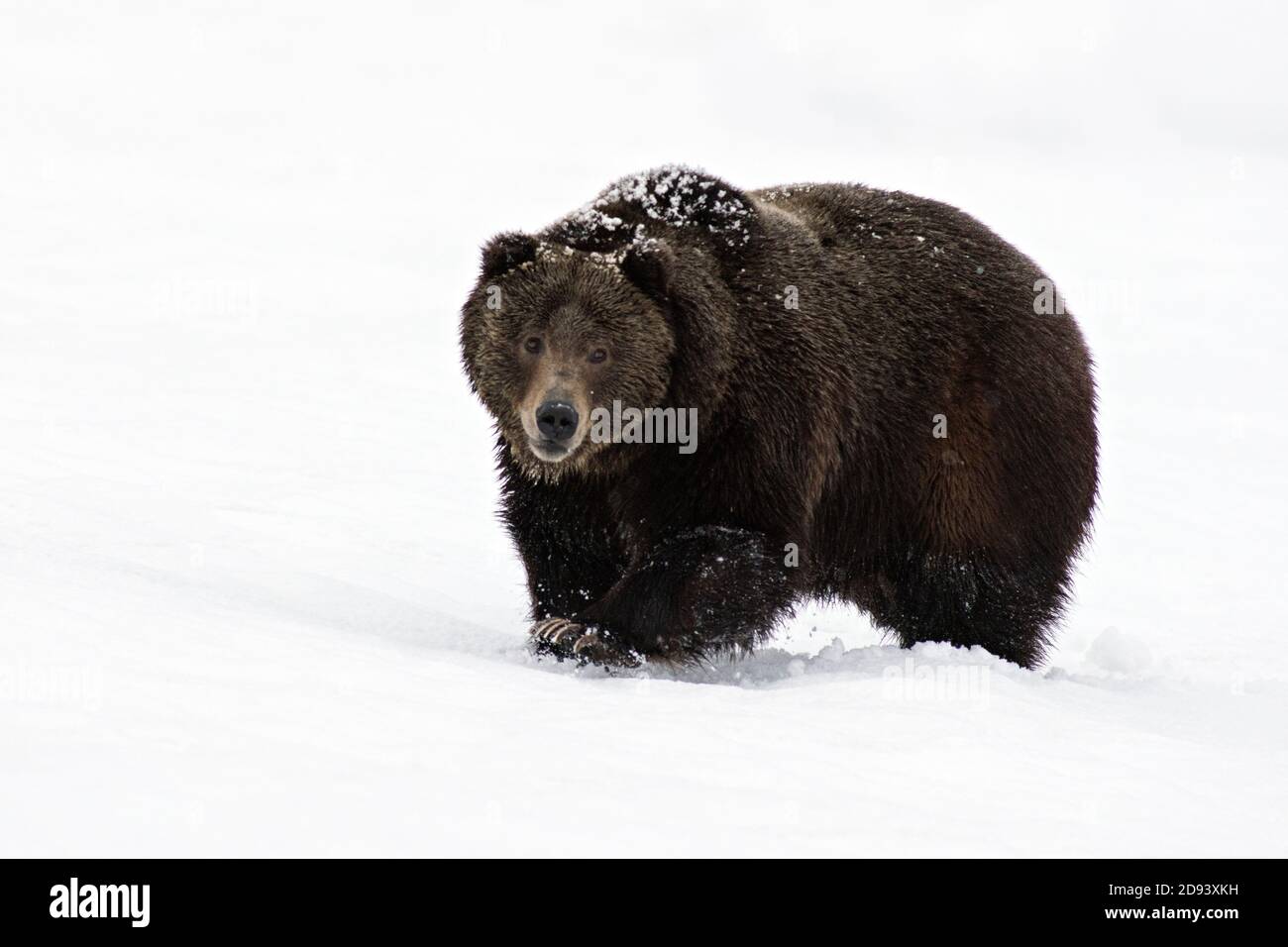 Grizzly Foto Stock