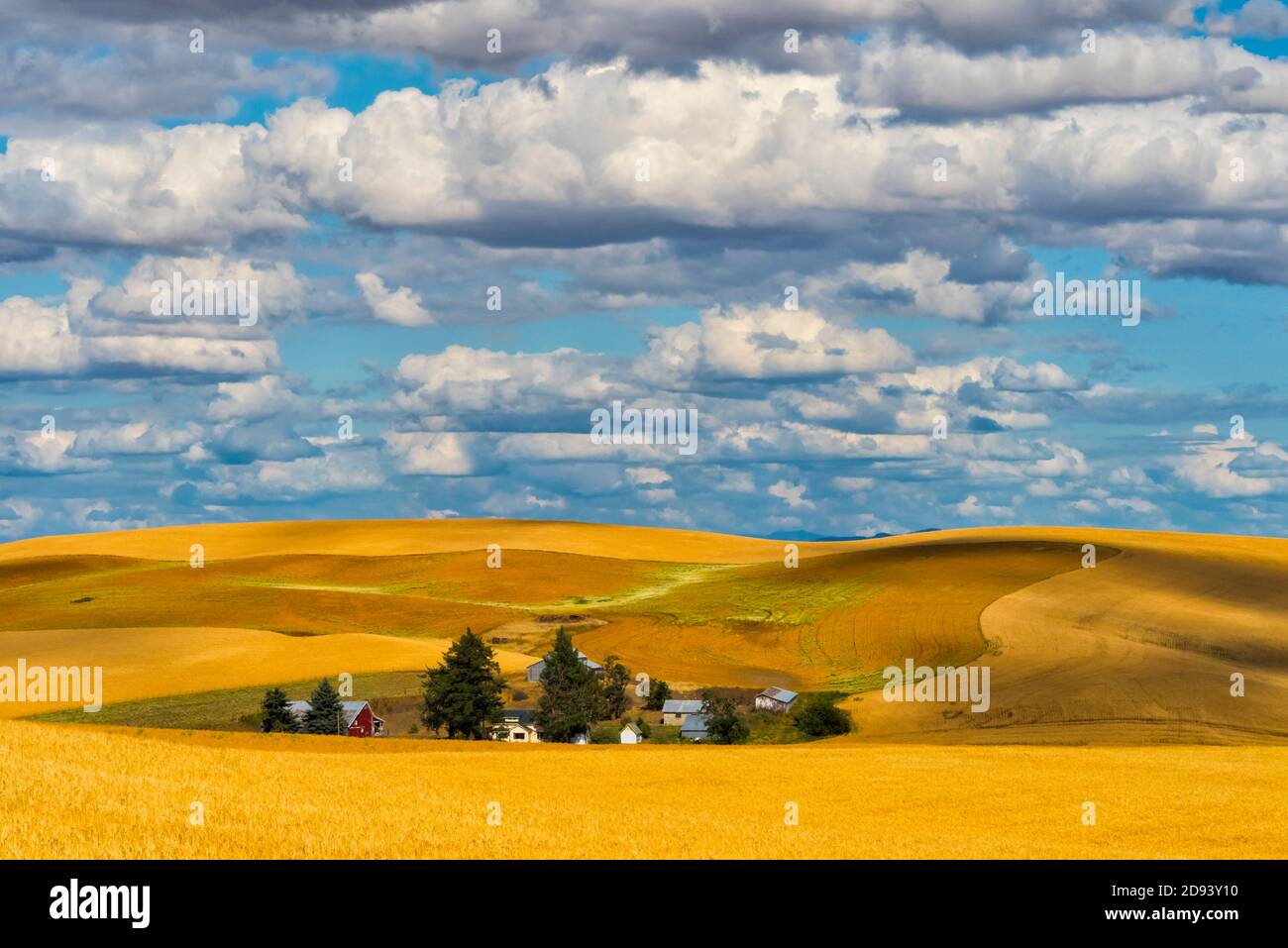 Nuvole sopra casa di fattoria su campo di grano, Palouse, Washington orientale, Stati Uniti Foto Stock