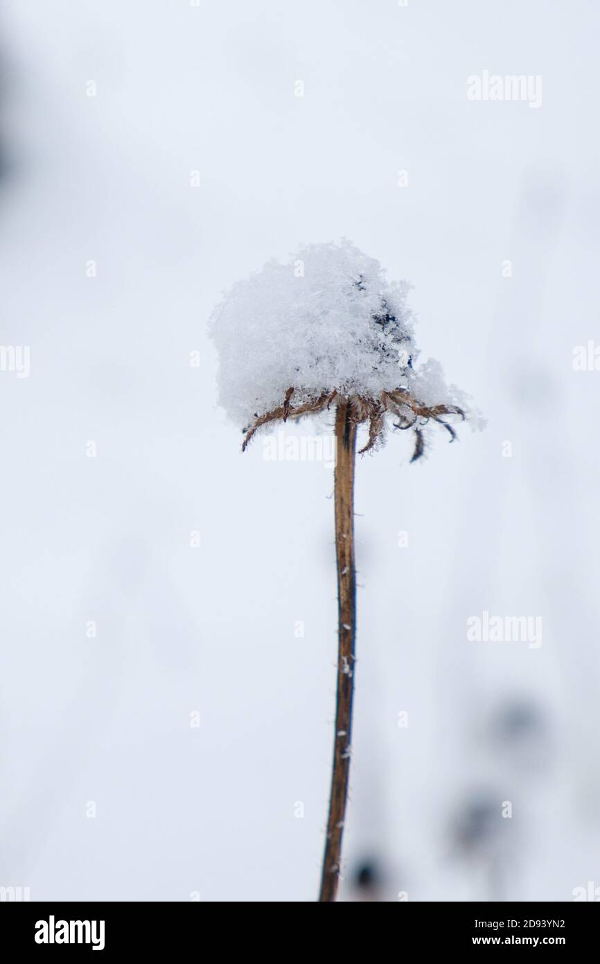 Fiori selvatici ricoperti di neve in piedi da soli in neve bianca. Hush e serenità. Primo snow.Winter sfondo naturale. Foto Stock