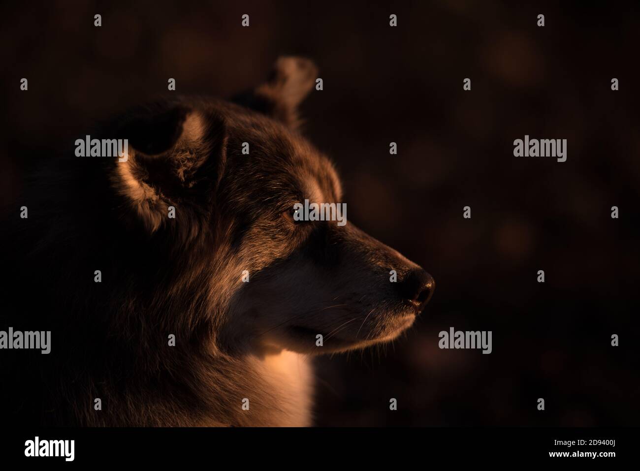 Il cane Husky nell'area boscosa autunnale dell'ohio Foto Stock