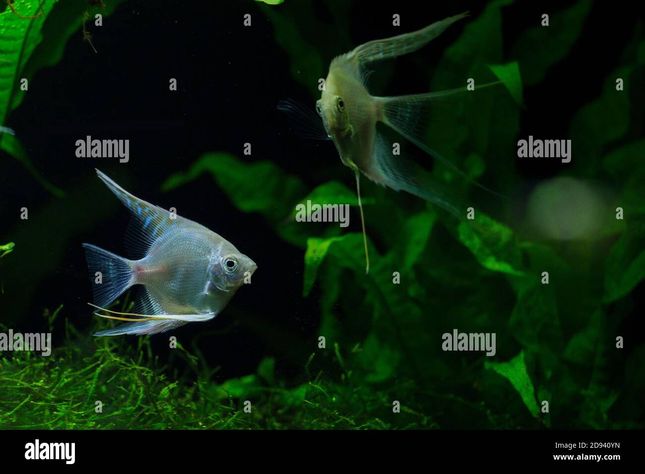 Acquario piantato con acqua dolce con pesce angelo platino argento Foto Stock