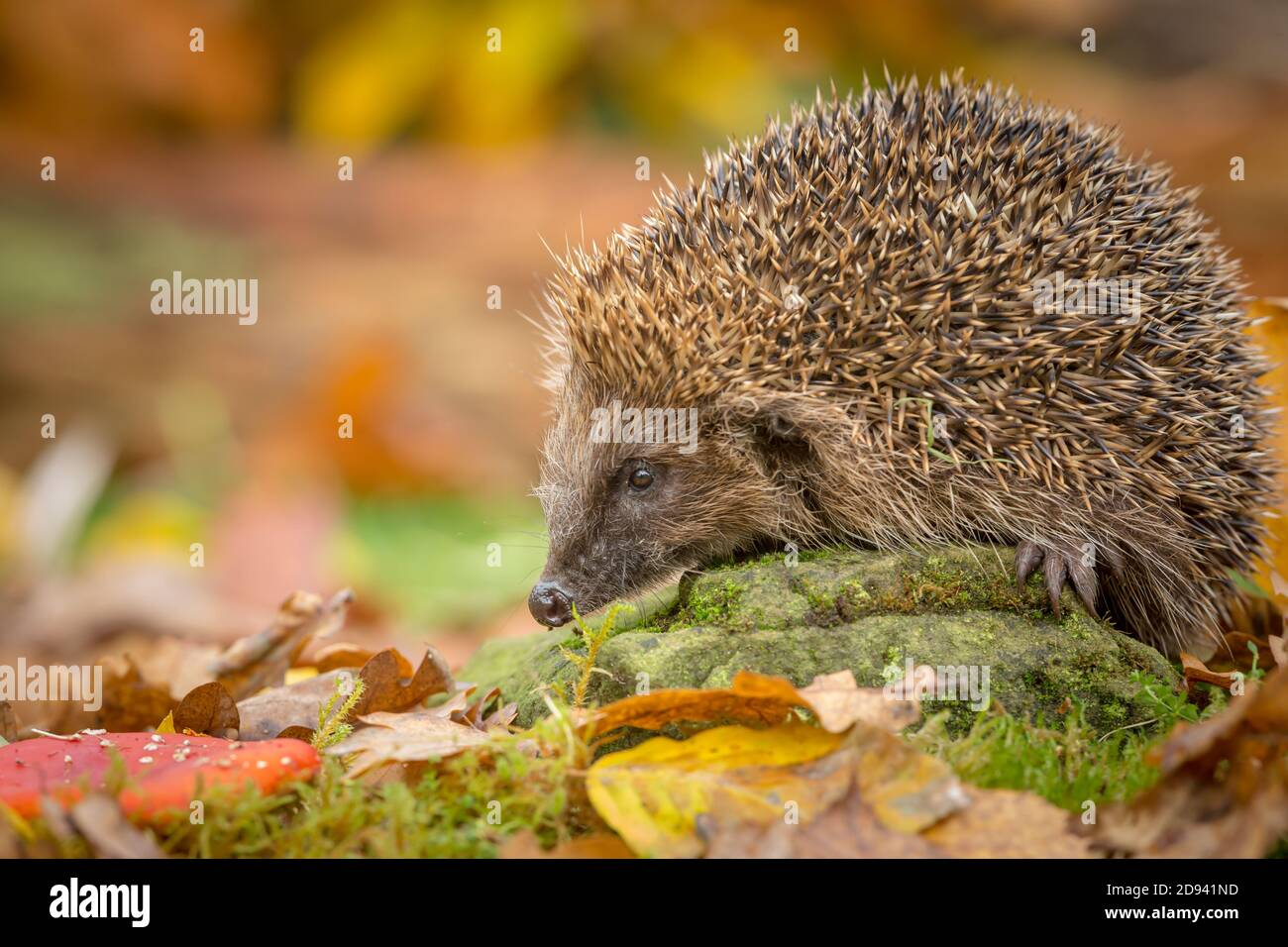 Hedgehog (nome scientifico: Erinaceus Europaeus) riccio selvatico, nativo, europeo rivolto a sinistra in autunno con foglie colorate, muschio verde e agarico di mosca Foto Stock