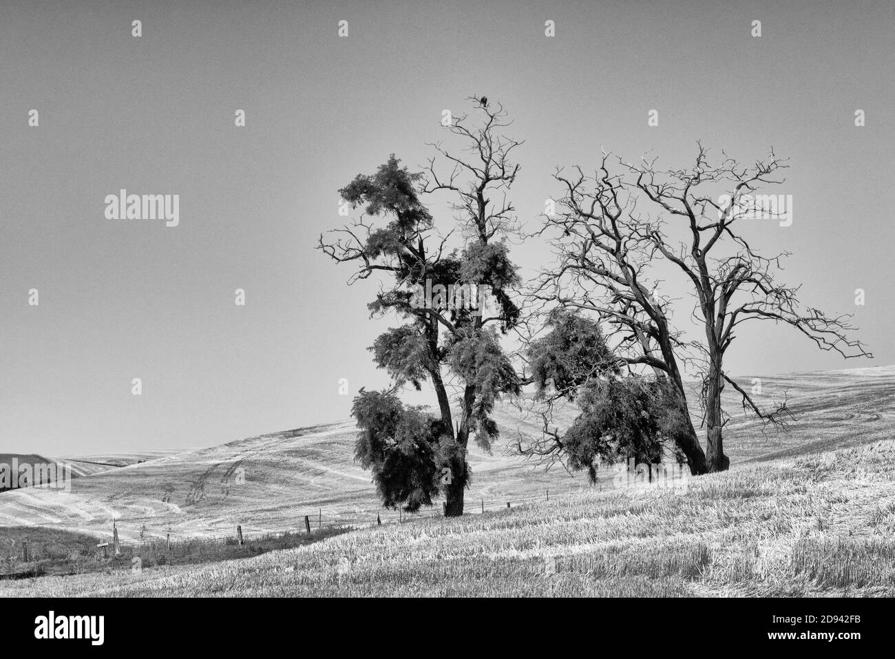 Alberi con campo di grano, Palouse, Washington state, Stati Uniti Foto Stock