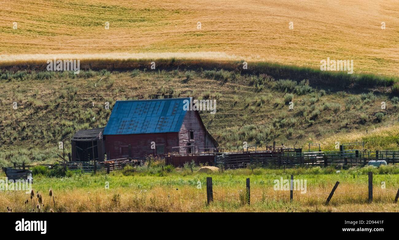 Fienile su campo di grano, Palouse, Washington state, Stati Uniti Foto Stock