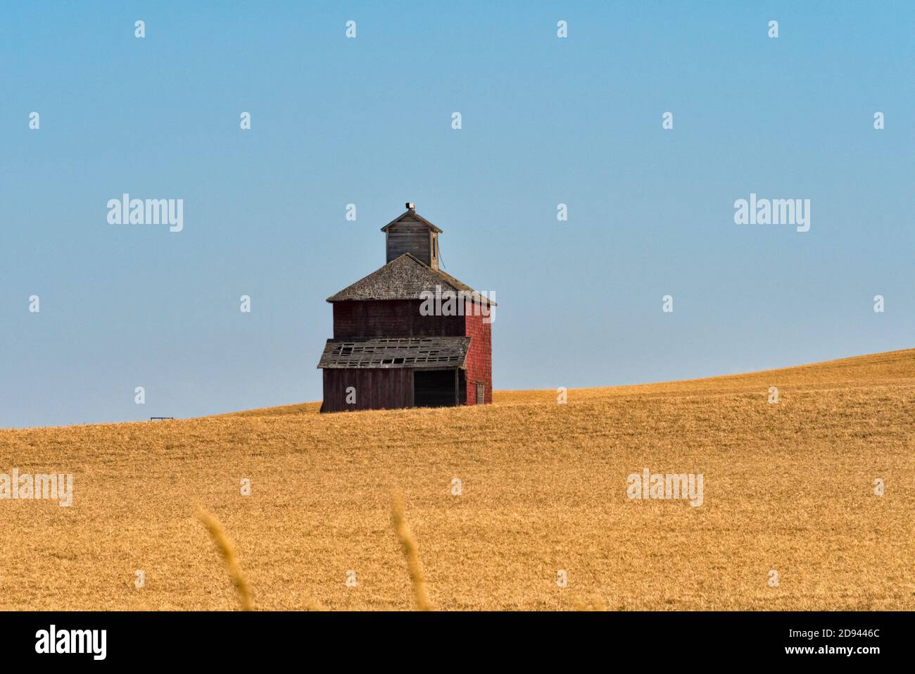 Fienile su campo di grano, Palouse, Washington state, Stati Uniti Foto Stock