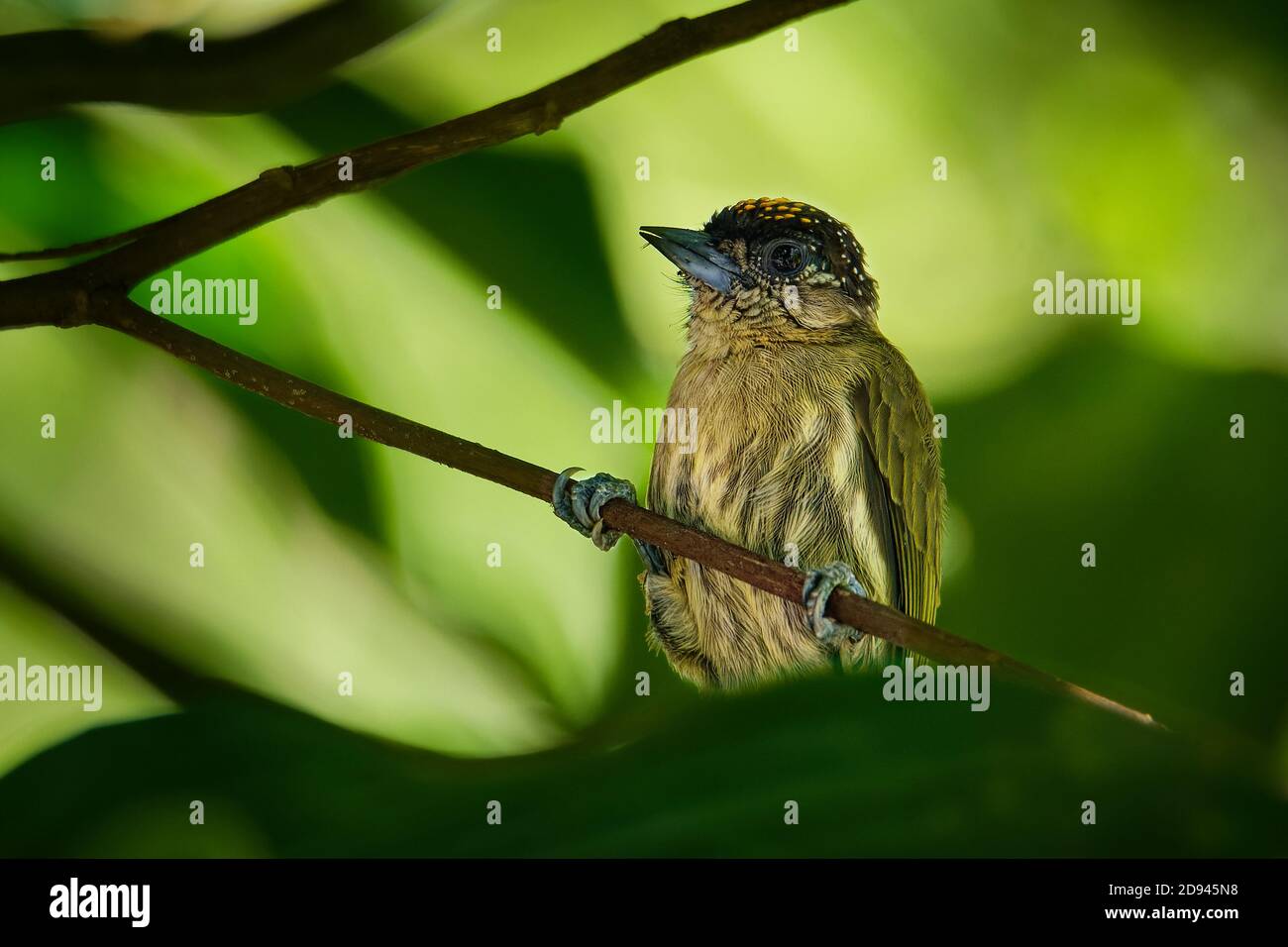 Olivaceous Piculet - Picumnus olivaceus specie di uccello della famiglia Picidae, picchio molto piccolo, trovato in America Centrale e Sud, habitat naturali Foto Stock