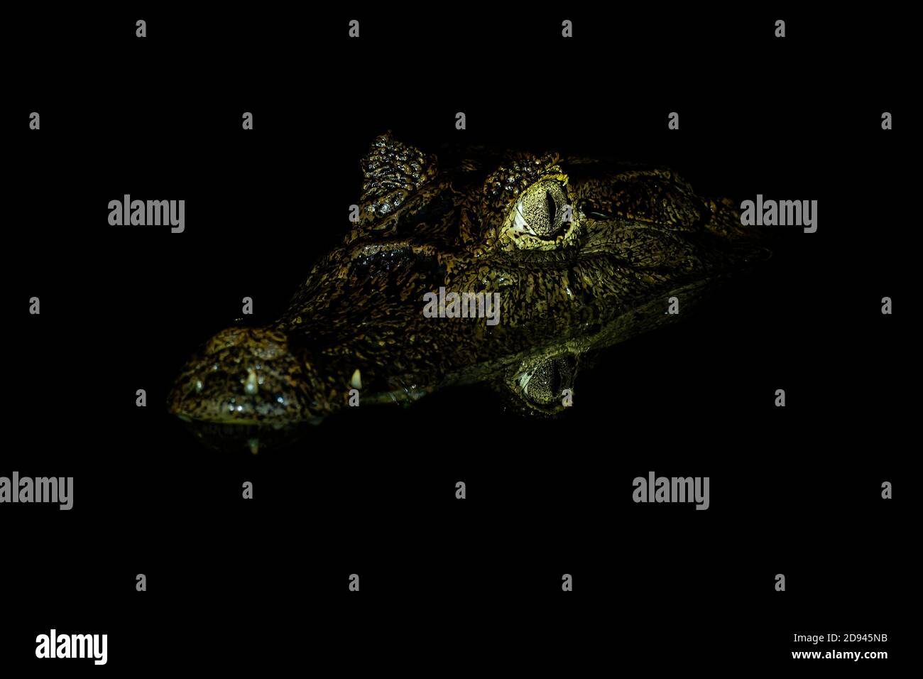Cavimano con occhiali - coccodrillo caimano noto anche come caimano bianco, caimano comune o caimano speckled nella notte, coccodrillo in Alligatoridae, brownis Foto Stock