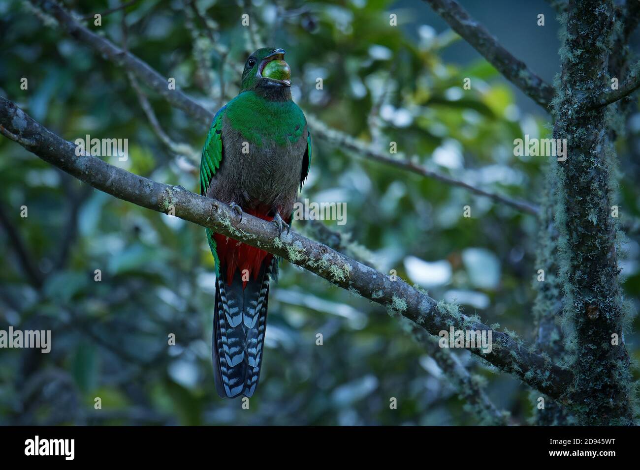 Quetzal - Pharomachrus mocinno femmina - di uccelli nel trogon famiglia. Si è trovato dal Chiapas, Messico ad ovest di Panama. È ben noto per la sua colorf Foto Stock