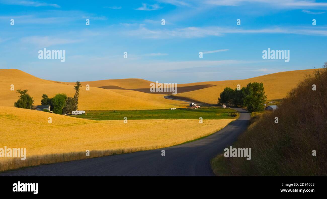 Strada di campagna attraverso il campo di grano rotabile all'alba, Palouse, Washington state, USA Foto Stock