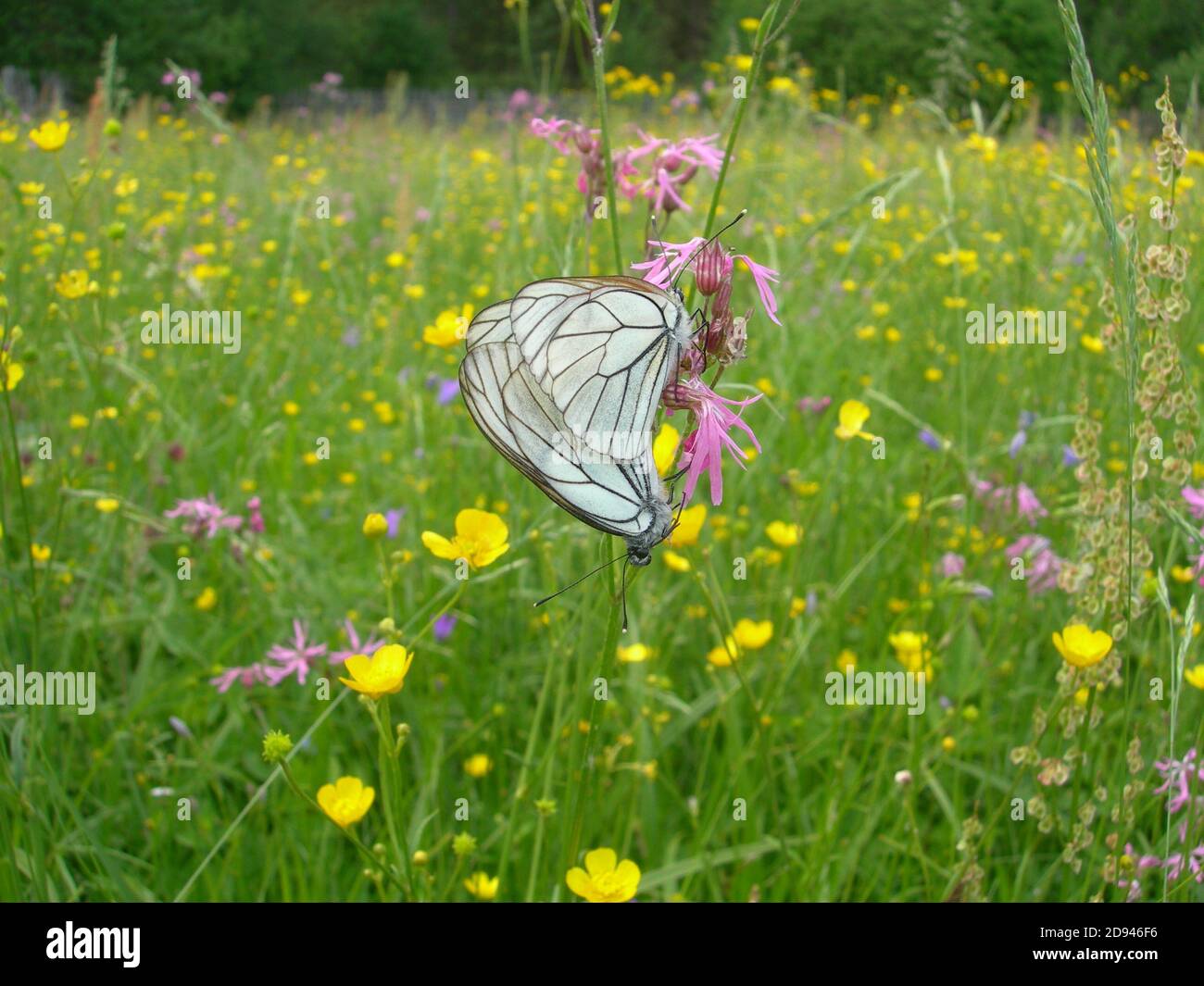 Farfalle bianche con un motivo nero sulle loro ali si siedono su fiori rosa di cuckoflower su un prato fiorito verde in una giornata estiva soleggiata. Foto Stock