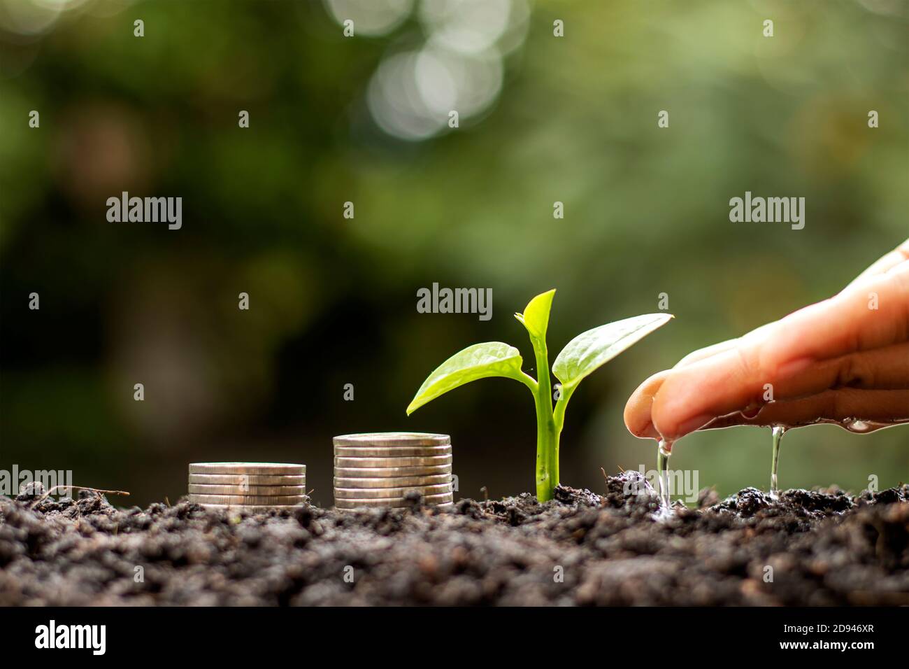 Gli agricoltori annaffiano le giovani piante a mano, comprese le monete sul terreno, sulla base dell'idea di risparmiare e crescere. Foto Stock