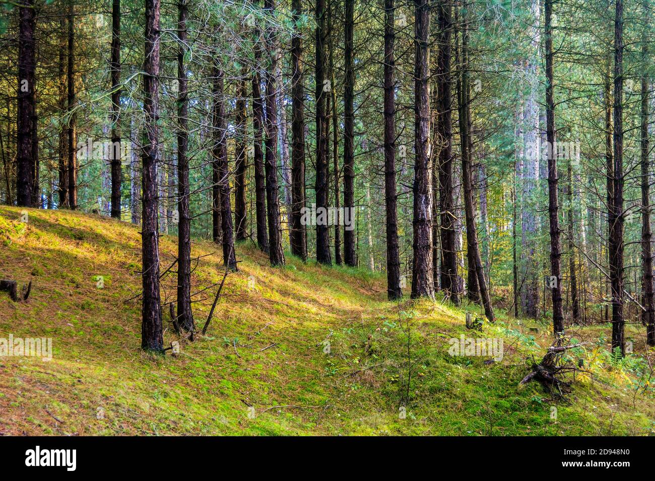 Riserva naturale di Ainsdale vicino a Southport, Regno Unito. Foto Stock