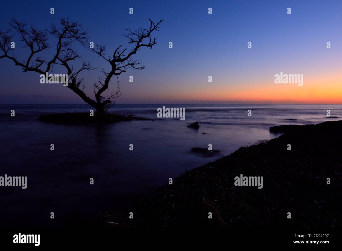 Lone albero circondato dalla marea ascendente al tramonto Le chiavi della Florida Foto Stock