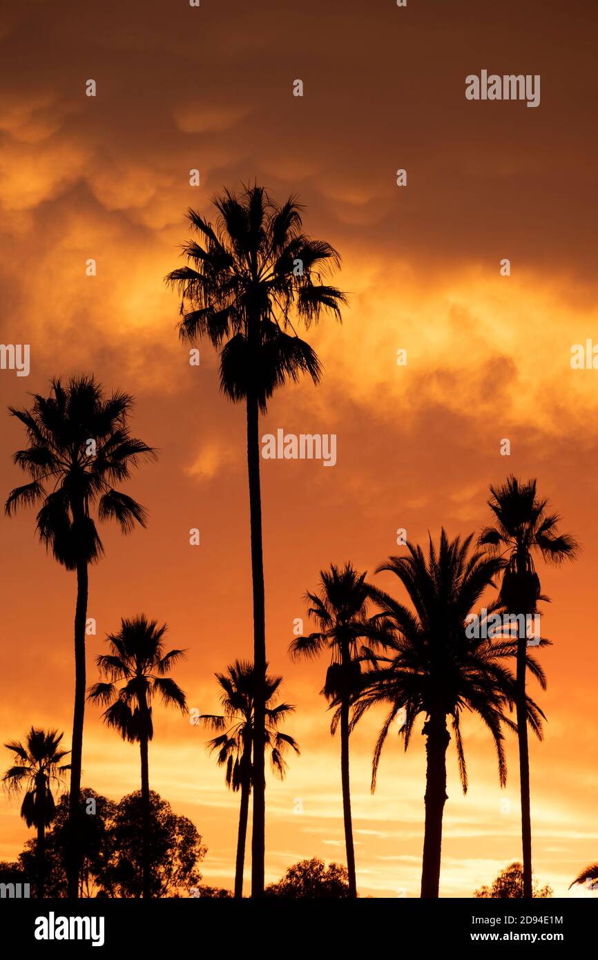 Silhouette di un gruppo di palme contro uno spettacolare tramonto a fiery, California meridionale Foto Stock