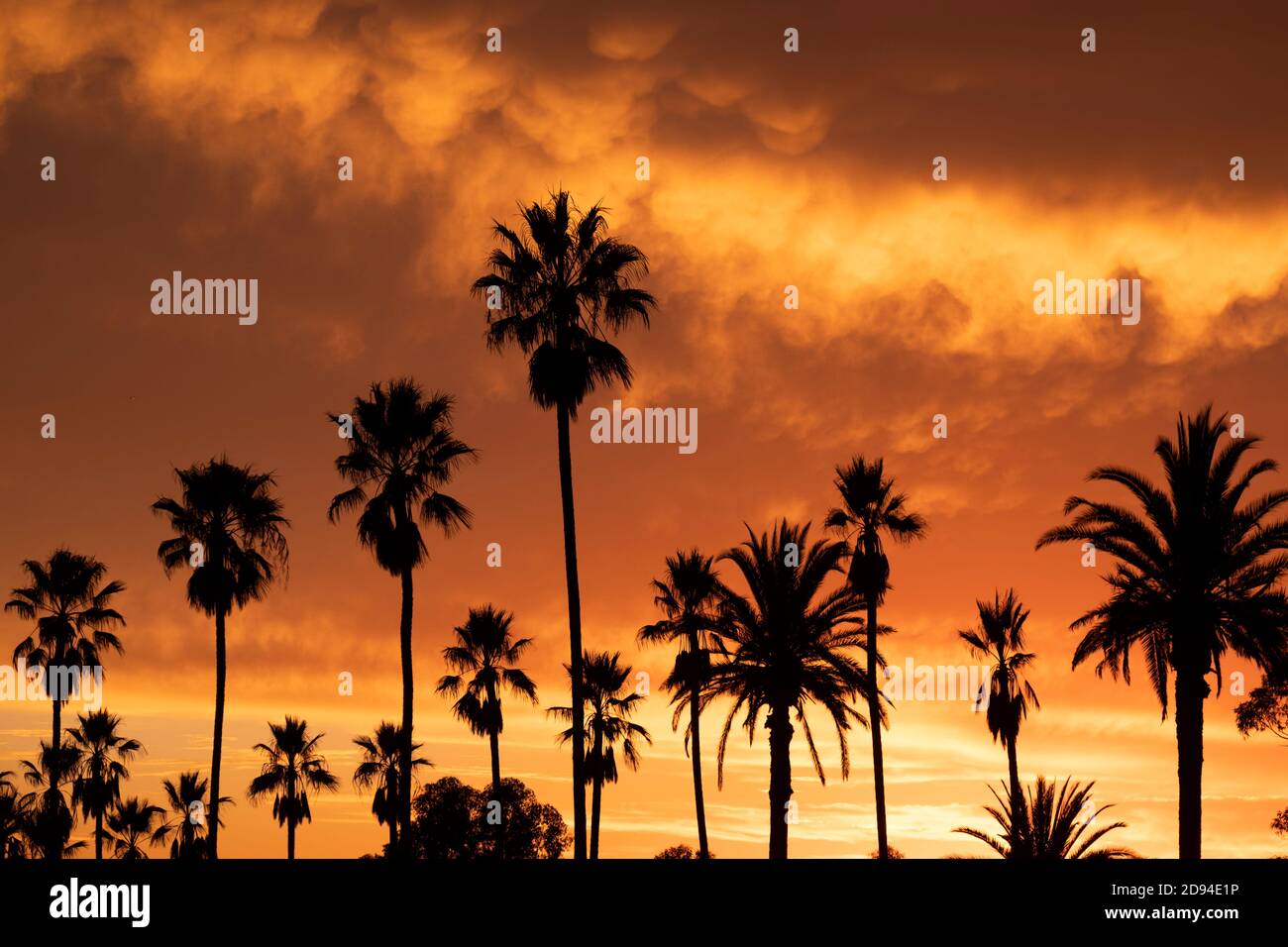 Silhouette di un gruppo di palme contro uno spettacolare tramonto a fiery, California meridionale Foto Stock