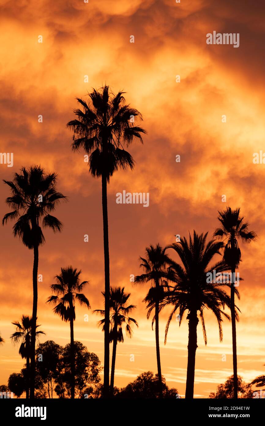 Silhouette di un gruppo di palme contro uno spettacolare tramonto a fiery, California meridionale Foto Stock