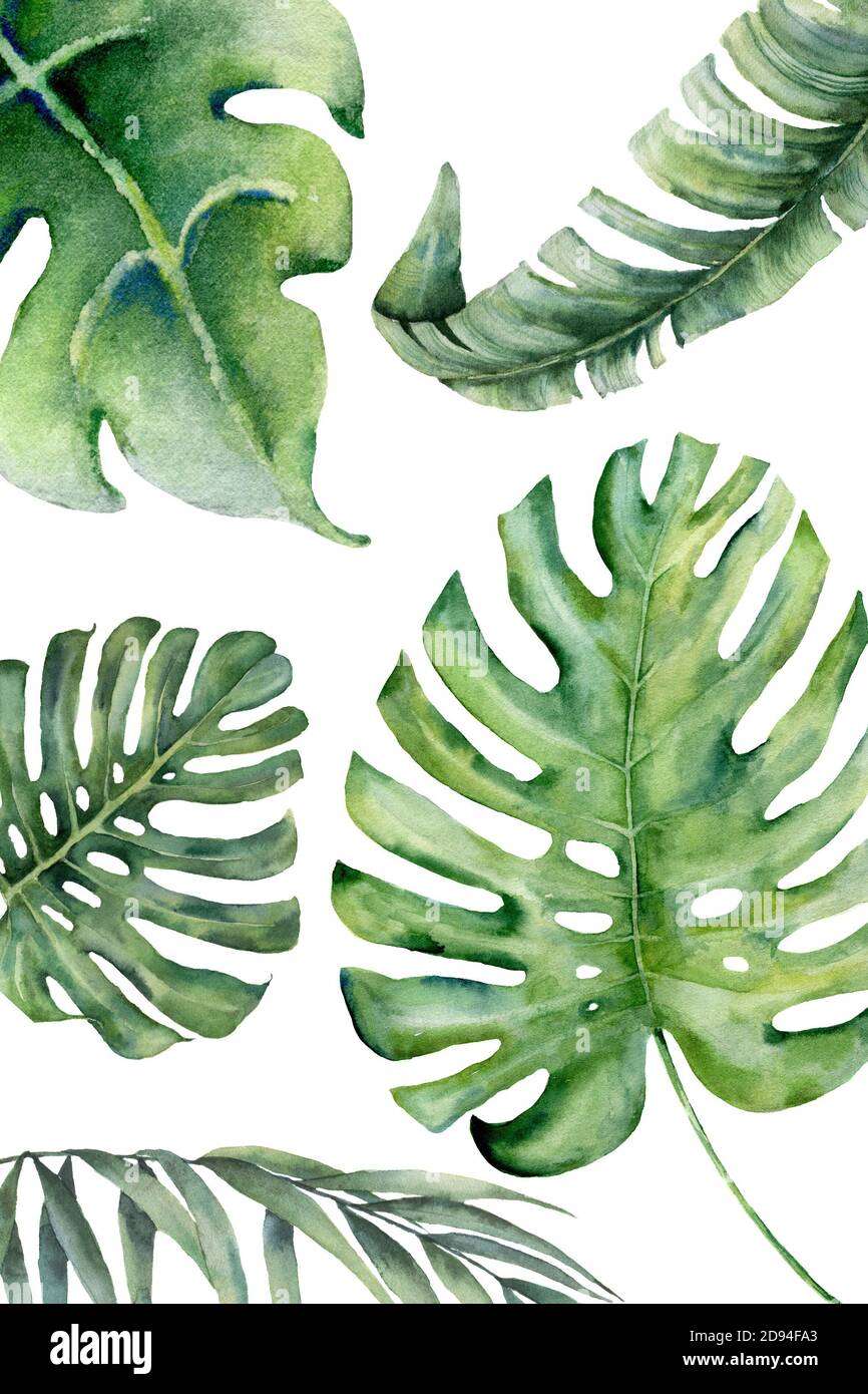 Composizione di diversi tipi di foglie tropicali su sfondo bianco adatte per striscioni o pareti. Composizione di foglie di palma. Relativo a s Foto Stock