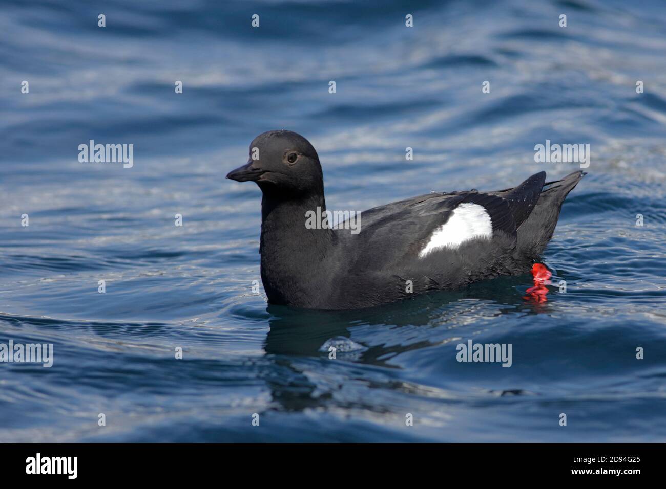 Pigeon guillemot (Cepphus columba), Mare di Okhotsk, Russia orientale 30 maggio 2012 Foto Stock