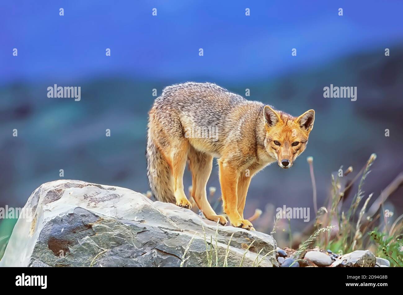 Volpe andina (Dusicyon culpaeus), Parco Nazionale Torres del Paine, Cile, Sud America Foto Stock