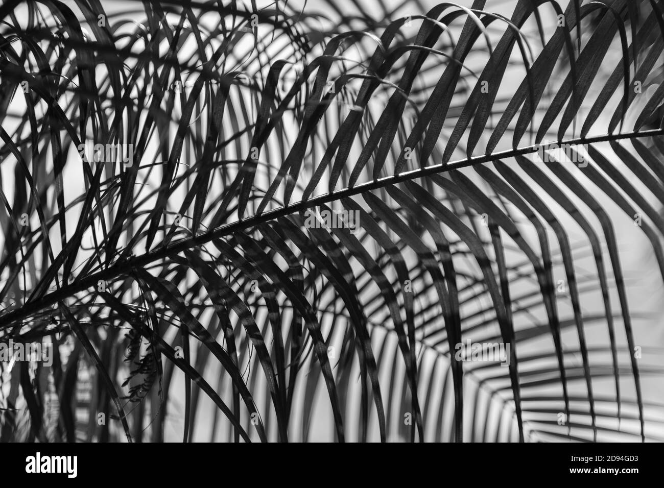 Immagine in scala di grigi ad angolo basso delle foglie di palma Foto Stock