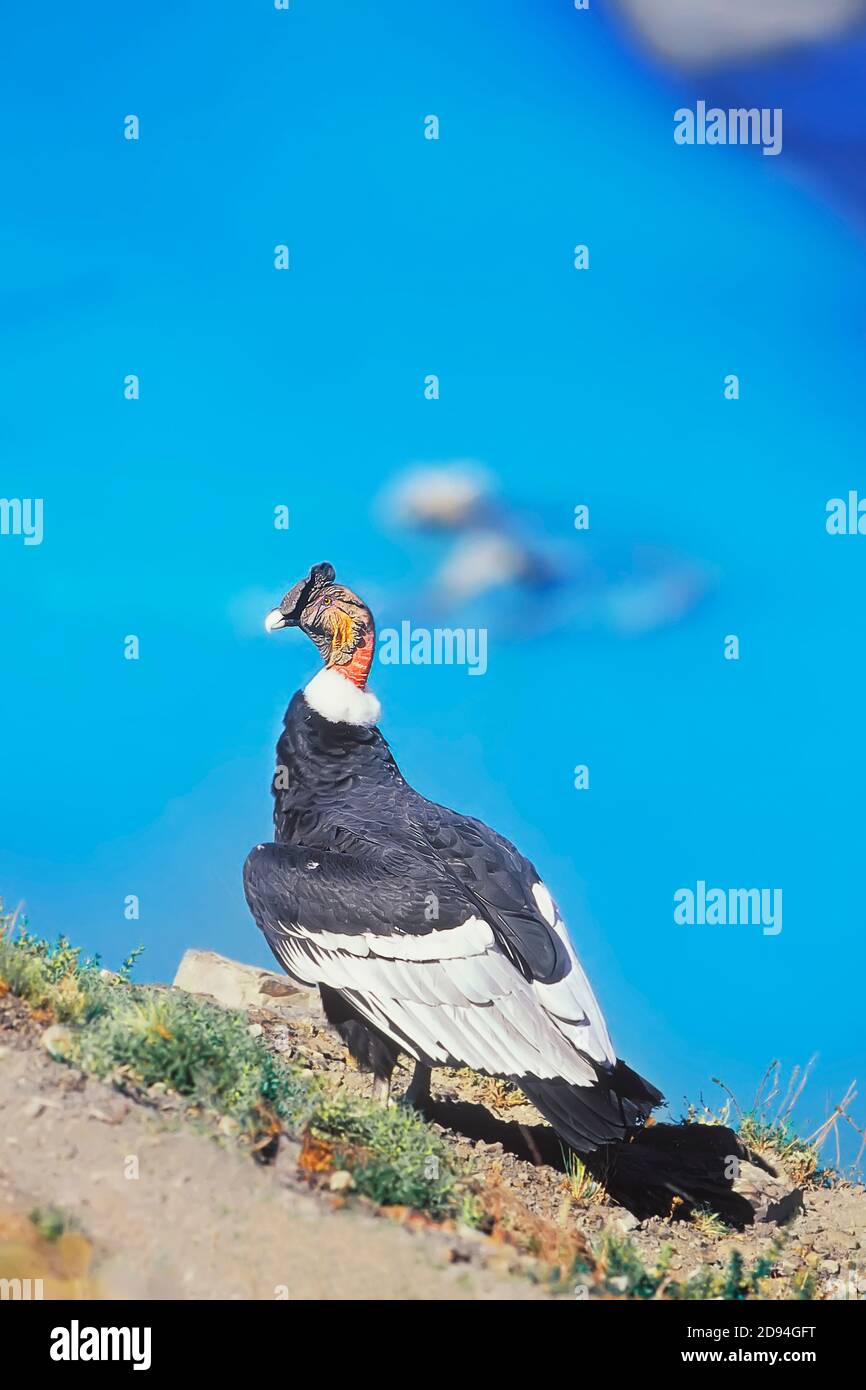Un condor andino (Vultur gryphus), Torres del Paine NP, Patagonia, Cile, Sud America Foto Stock