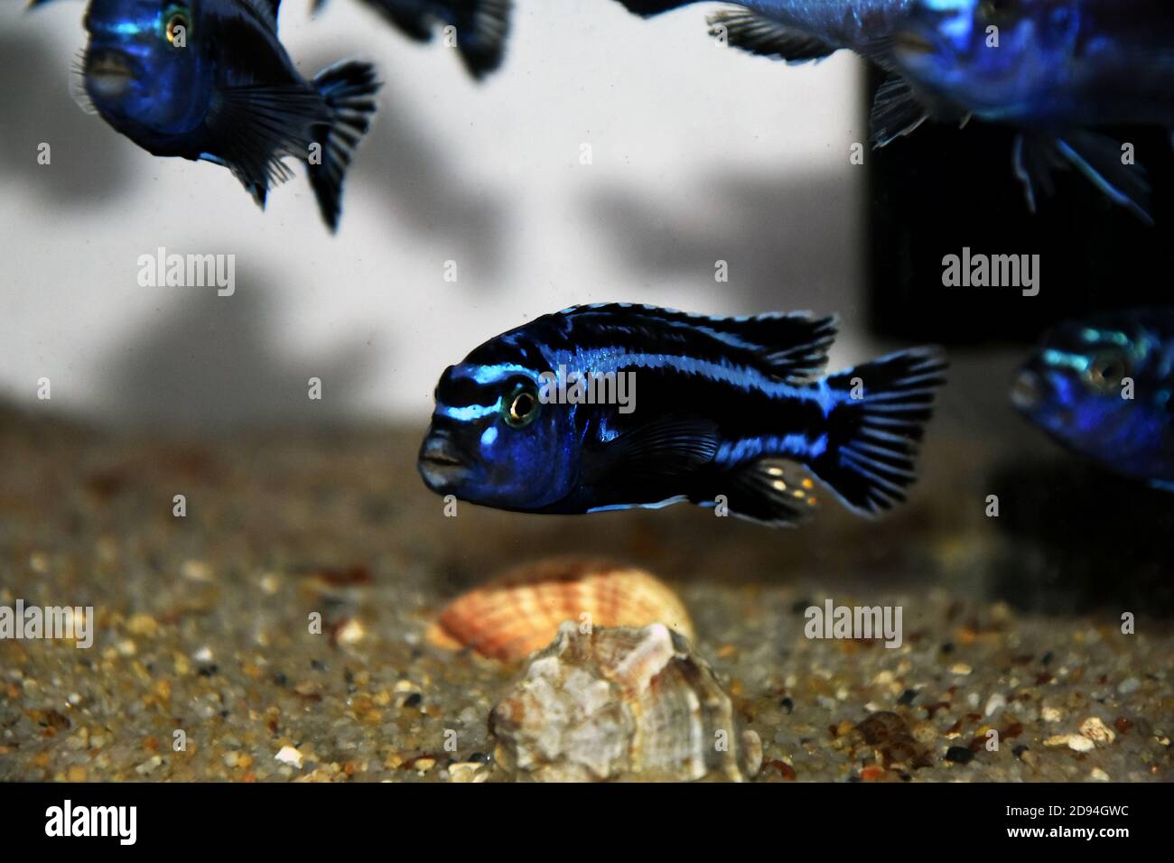 Maingano African Cichlid dal Lago Malawi - (Melanochromis cyaneorhabdos) Foto Stock