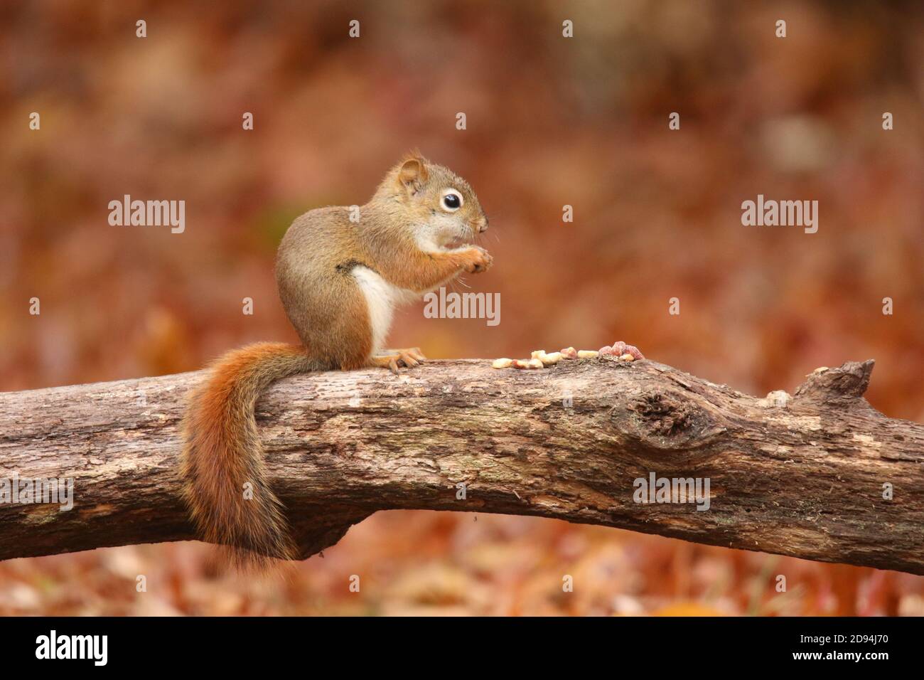 American Red Squirrel in caduta seduta su un ramo di mangiare dadi Foto Stock