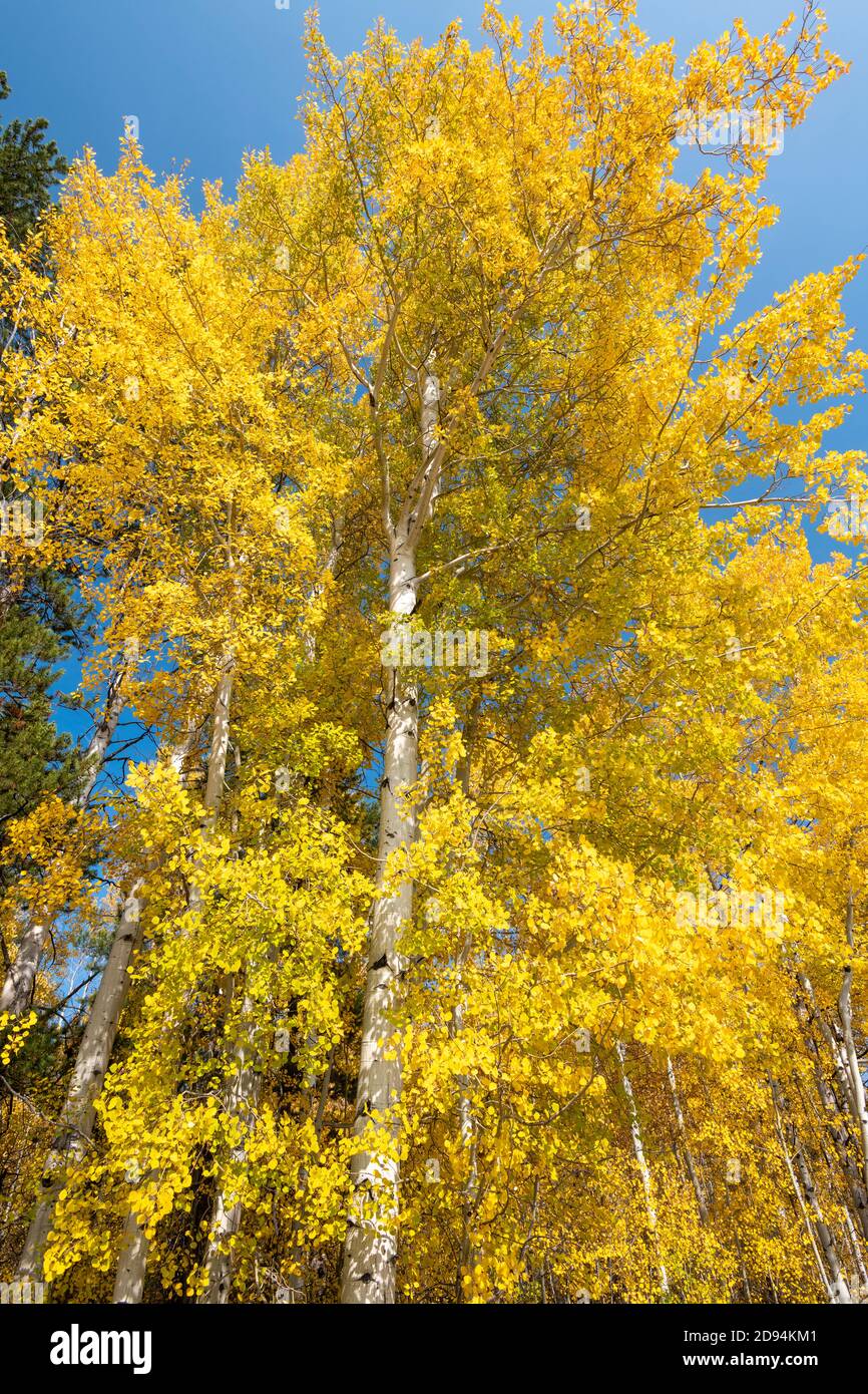 Quaking Aspens (Populus tremuloides), Autumn Colors, Grand Tetons NP, WY, USA, di Dominique Braud/Dembinsky Photo Assoc Foto Stock