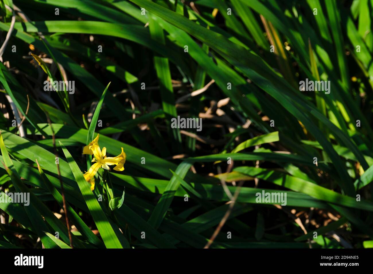 Bandiera gialla, nota anche come iris giallo o bandiera d'acqua, in fiore, in primavera; iris pseudacorus. Riserva ecologica Costanera sur a Buenos Aires, Argenti Foto Stock