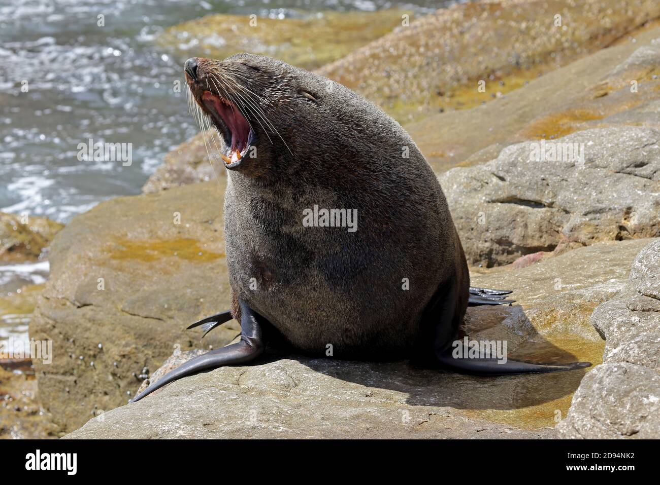 Fur Seal con bocca aperta che mostra denti grandi Foto Stock