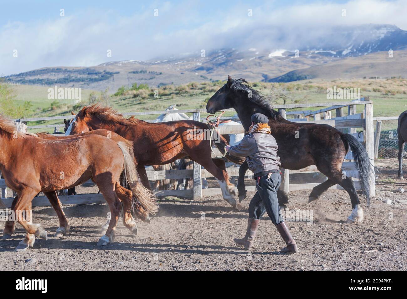 Cowboy radunando un gruppo di cavalli, Torres del Paine National Park, Cile Foto Stock