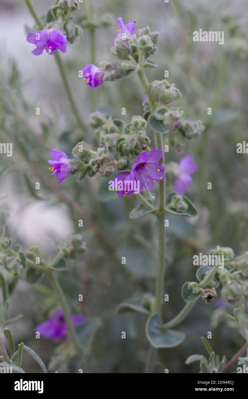 Infiorescenze in acumella viola, Wishbone Bush, Mirabilis laevis, Nyctaginaceae, perenne indigena, Monti San Bernardino, catene trasversali, Estate. Foto Stock