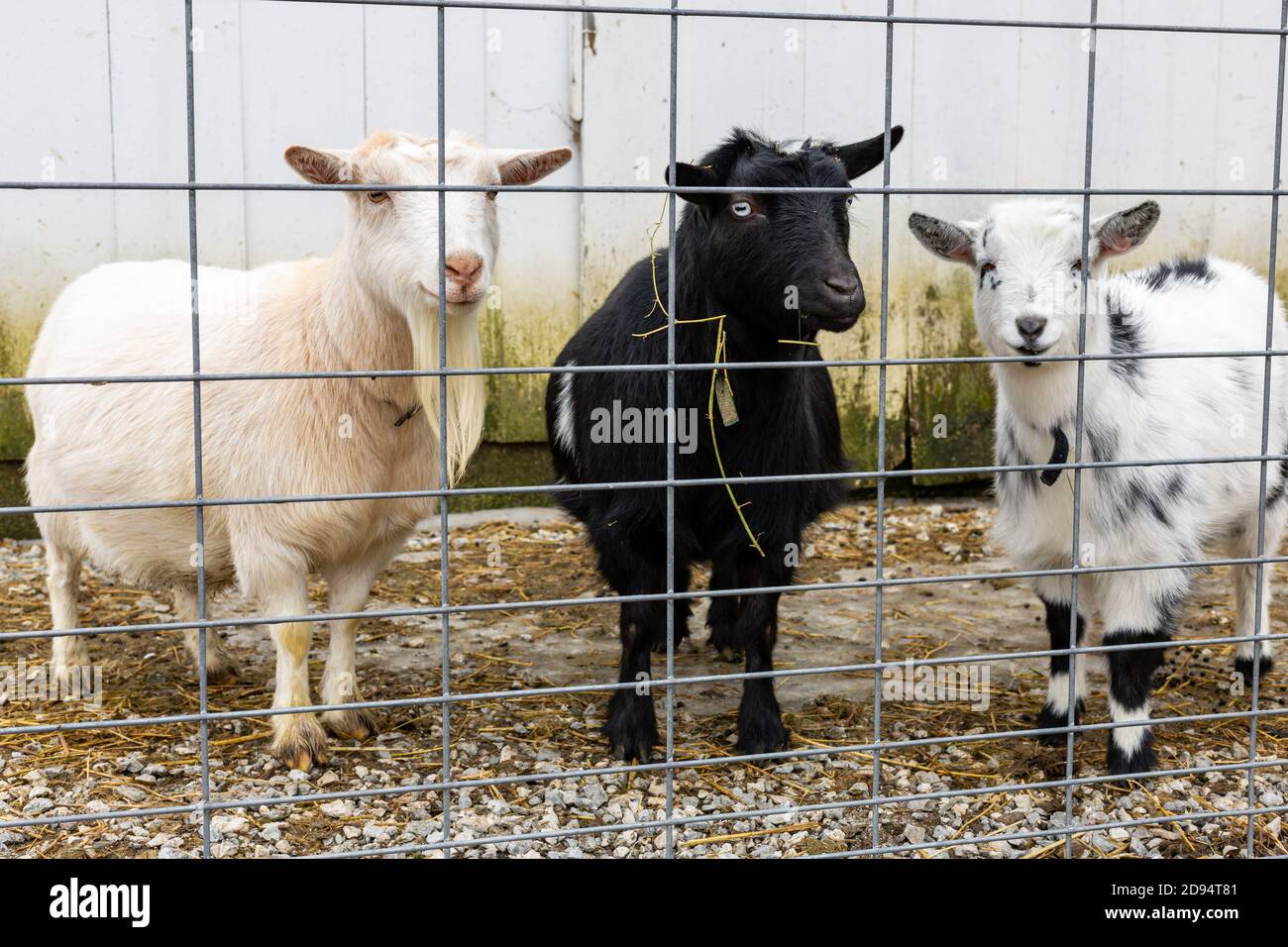 Tre capre nigeriane nane Nanny guardano attraverso la recinzione presso la loro fattoria della contea di DeKalb vicino Spencerville, Indiana, USA. Foto Stock