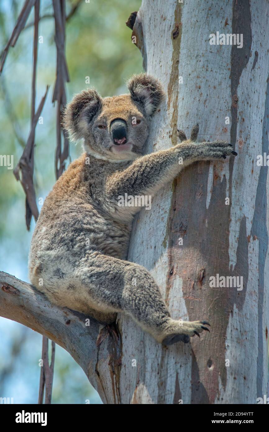 Koala Phascolarctos cinereus Lamington National Park, Queensland, Australia 13 novembre 2019 Adulto Phascolarctidae Foto Stock