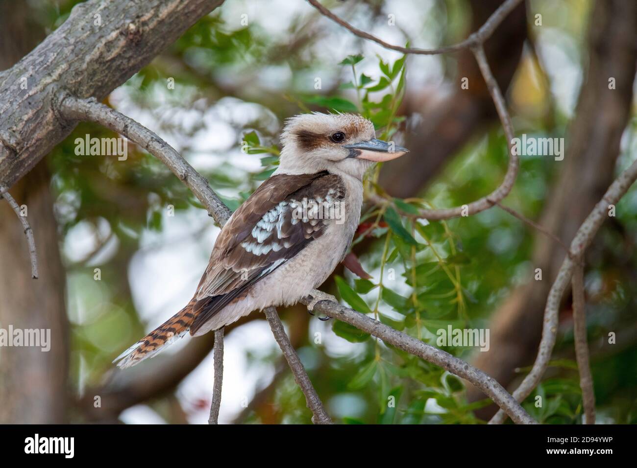 Raughing Kookaburra Dacelo novaeguineae Sydney, nuovo Galles del Sud, Australia 14 novembre 2019 Adulto Alcedinidae Foto Stock