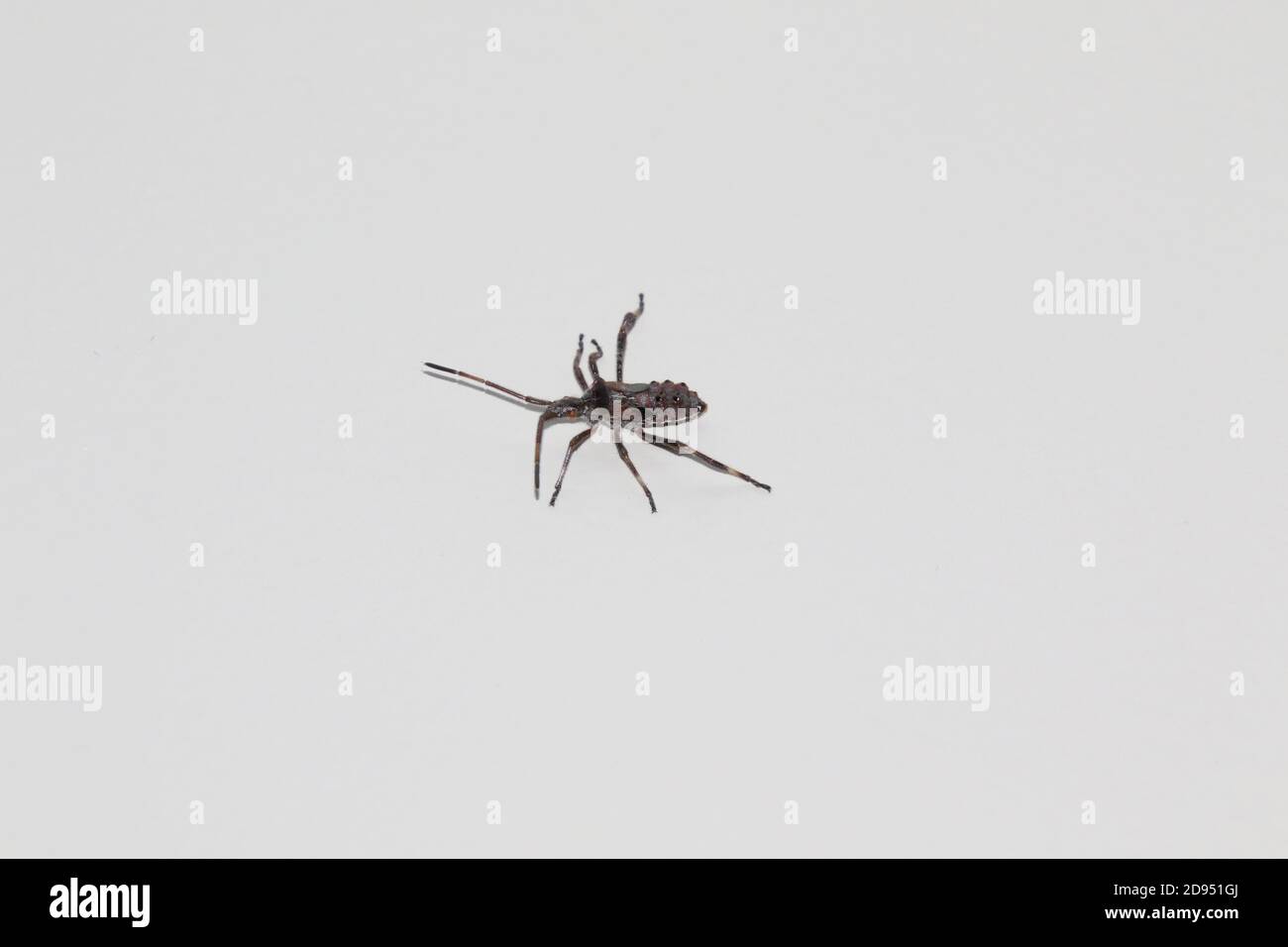 Un insetto grigio su sfondo bianco con un sconnesso pelle con sei gambe e due antenne lunghe Foto Stock