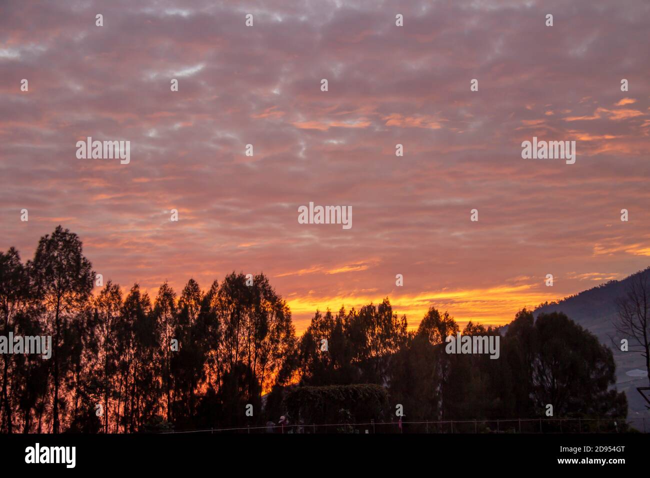 silhouette di albero sempreverde sullo sfondo del cielo rosso all'alba. nuvole nuvolose al mattino durante la stagione delle piogge Foto Stock