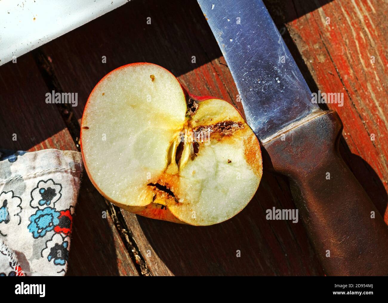 Mezzo verme mangiato mela al sole giorno di autunno Foto Stock