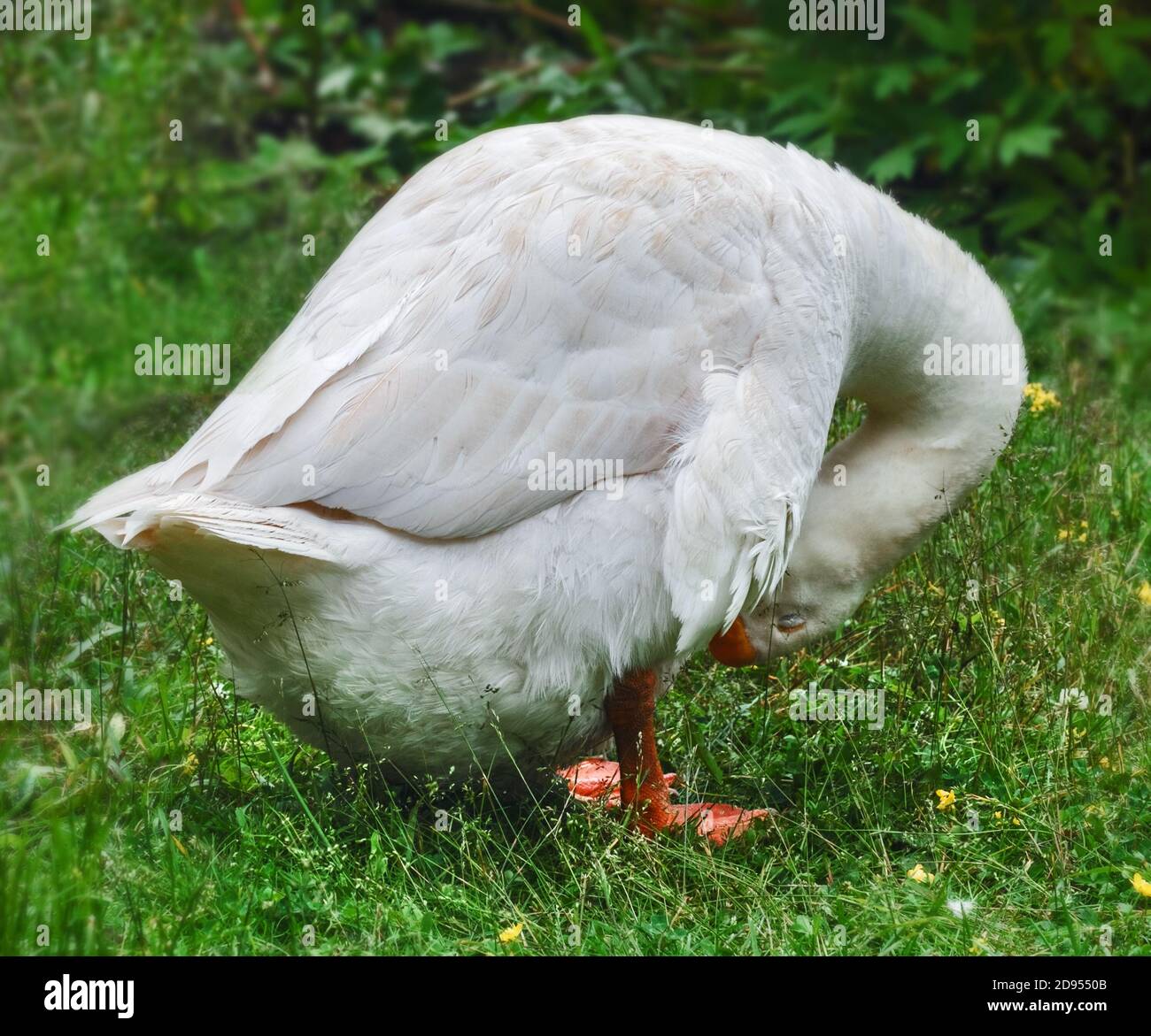 L'oca bianca adulta nascose il suo becco nel ventre sopra erba verde Foto Stock
