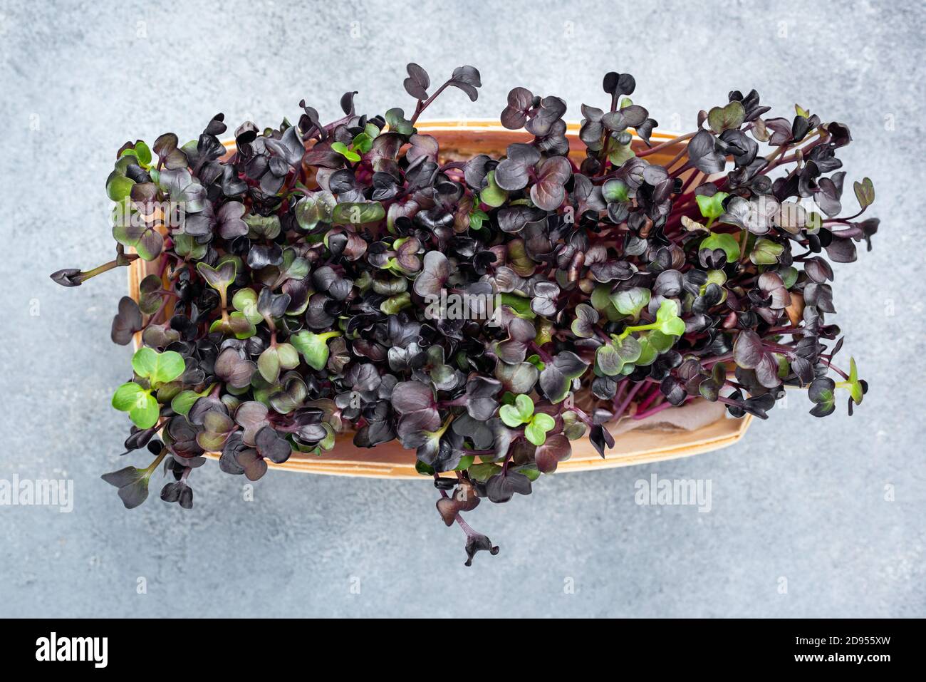 Micro germogli verdi viola in scatola di legno, vista dall'alto. Supercibo sano Foto Stock