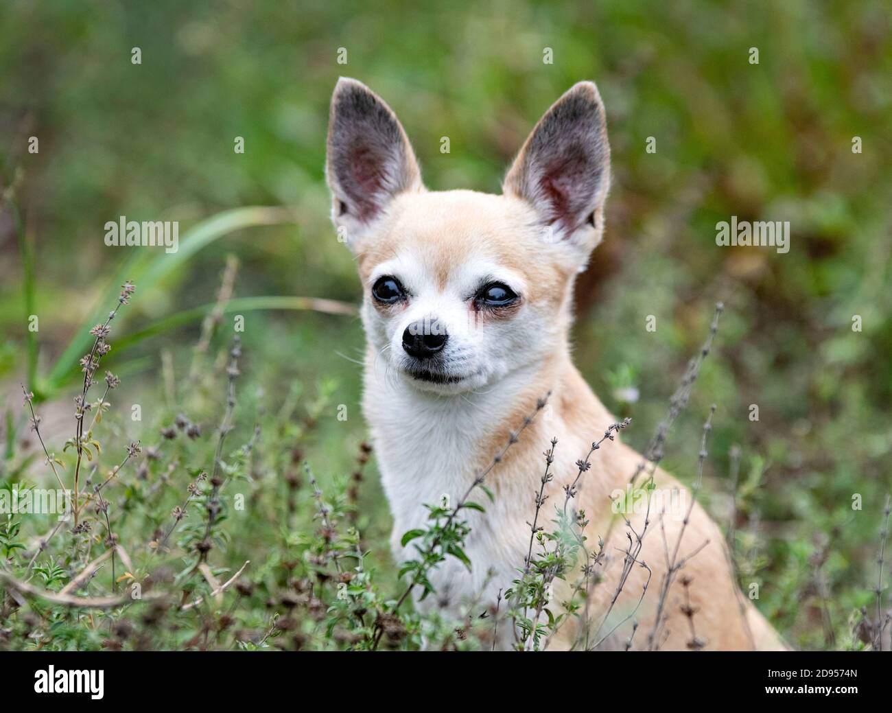 piccolo chihuahua camminando liberamente nella natura Foto stock - Alamy